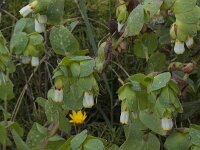 Cerinthe gymnandra 10, Saxifraga-Willem van Kruijsbergen