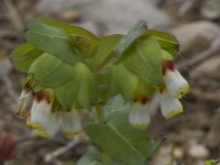 Cerinthe gymnandra 2, Saxifraga-Willem van Kruijsbergen