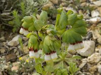 Cerinthe gymnandra 3, Saxifraga-Willem van Kruijsbergen
