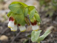 Cerinthe gymnandra 5, Saxifraga-Willem van Kruijsbergen