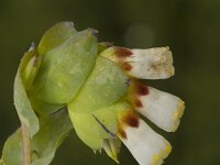 Cerinthe gymnandra 7, Saxifraga-Jan van der Straaten