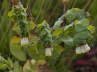 Cerinthe gymnandra 9, Saxifraga-Willem van Kruijsbergen