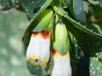 Cerinthe major ssp gymnandra 31, Saxifraga-Sonja Bouwman