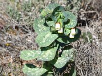 Cerinthe major ssp gymnandra 33, Saxifraga-Sonja Bouwman