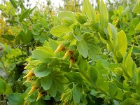 Cerinthe minor 11, Saxifraga-Ed Stikvoort