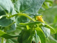 Cerinthe minor 4, Saxifraga-Jeroen Willemsen