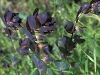 Cerinthe retorta