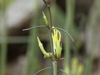Ceropegia dichotoma