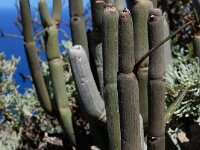 Ceropegia dichotoma ssp dichotoma 4, Saxifraga-Ed Stikvoort