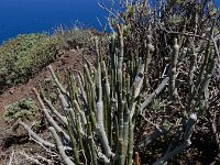 Ceropegia dichotoma ssp dichotoma 6, Saxifraga-Ed Stikvoort
