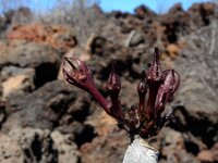 Ceropegia fusca 11, Saxifraga-Ed Stikvoort