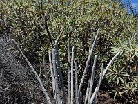 Ceropegia fusca 3, Saxifraga-Ed Stikvoort