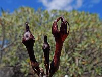 Ceropegia fusca 4, Saxifraga-Ed Stikvoort