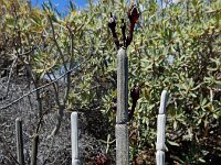 Ceropegia fusca 7, Saxifraga-Ed Stikvoort