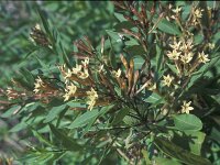 Cestrum parqui