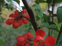 Chaenomeles japonica