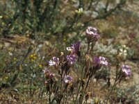 Chaenorhinum macropodum