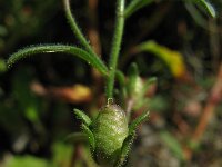 Chaenorhinum minus