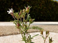 Chaenorhinum minus 13, Kleine leeuwenbek, Saxifraga-Ed Stikvoort