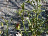 Chaenorhinum minus 14, Kleine leeuwenbek, Saxifraga-Ed Stikvoort