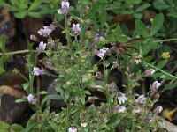 Chaenorhinum minus 5, Kleine leeuwenbek, Saxifraga-Peter Meininger