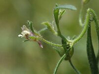 Chaenorhinum minus ssp minus 3, Kleine leeuwenbek, Saxifraga-Jan van der Straaten