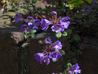 Chaenorhinum origanifolium 10, Marjoleinbekje, Saxifraga-Ed Stikvoort