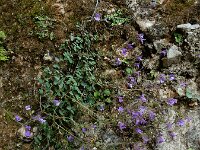 Chaenorhinum origanifolium 27, Marjoleinbekje, Saxifraga-Ed Stikvoort : Poncebos - Cordiñanes de Valdeón s9900