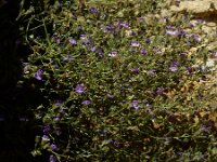 Chaenorhinum origanifolium 28, Marjoleinbekje, Saxifraga-Ed Stikvoort : Espinama en Potes s9900