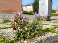Chaenorhinum origanifolium 3, Marjoleinbekje, Saxifraga-Rutger Barendse