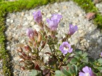 Chaenorhinum origanifolium 9, Marjoleinbekje, Saxifraga-Rutger Barendse