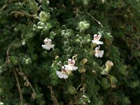 Chaenorhinum villosum