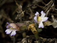 Chaenorhinum villosum 3, Saxifraga-Willem van Kruijsbergen