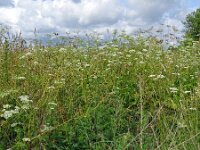 Chaerophyllum aromaticum