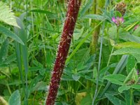 Chaerophyllum aromaticum 4, Saxifraga-Hans Grotenhuis