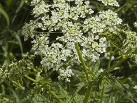 Chaerophyllum aureum, Golden Chervil