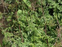 Chaerophyllum aureum 16, Gouden ribzaad, Saxifraga-Rutger Barendse