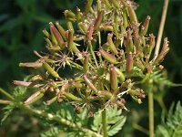 Chaerophyllum aureum 6, Gouden ribzaad, Saxifraga-Jan van der Straaten