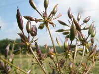 Chaerophyllum aureum 9, Gouden ribzaad, Saxifraga-Rutger Barendse