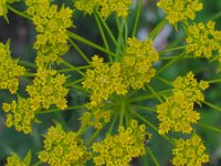 Chaerophyllum coloratum
