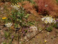 Chaerophyllum macrospermum 2, Saxifraga-Ed Stikvoort