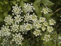 Chaerophyllum temulum, Rough Chervil