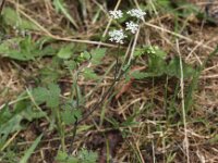 Chaerophyllum temulum 10, Dolle kervel, Saxifraga-Peter Meininger