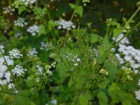 Chaerophyllum temulum 21, Dolle kervel, Saxifraga-Ed Stikvoort