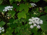 Chaerophyllum temulum 23, Dolle kervel, Saxifraga-Ed Stikvoort
