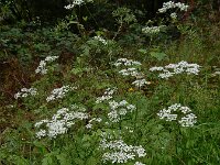 Chaerophyllum temulum 25, Dolle kervel, Saxifraga-Ed Stikvoort