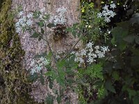 Chaerophyllum temulum 26, Dolle kervel, Saxifraga-Ed Stikvoort