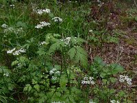 Chaerophyllum temulum 28, Dolle kervel, Saxifraga-Ed Stikvoort