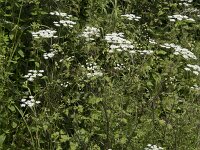 Chaerophyllum temulum 37, Dolle kervel, Saxifraga-Willem van Kruijsbergen