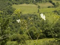 Chaerophyllum temulum 6, Dolle kervel, Saxifraga-Marijke Verhagen